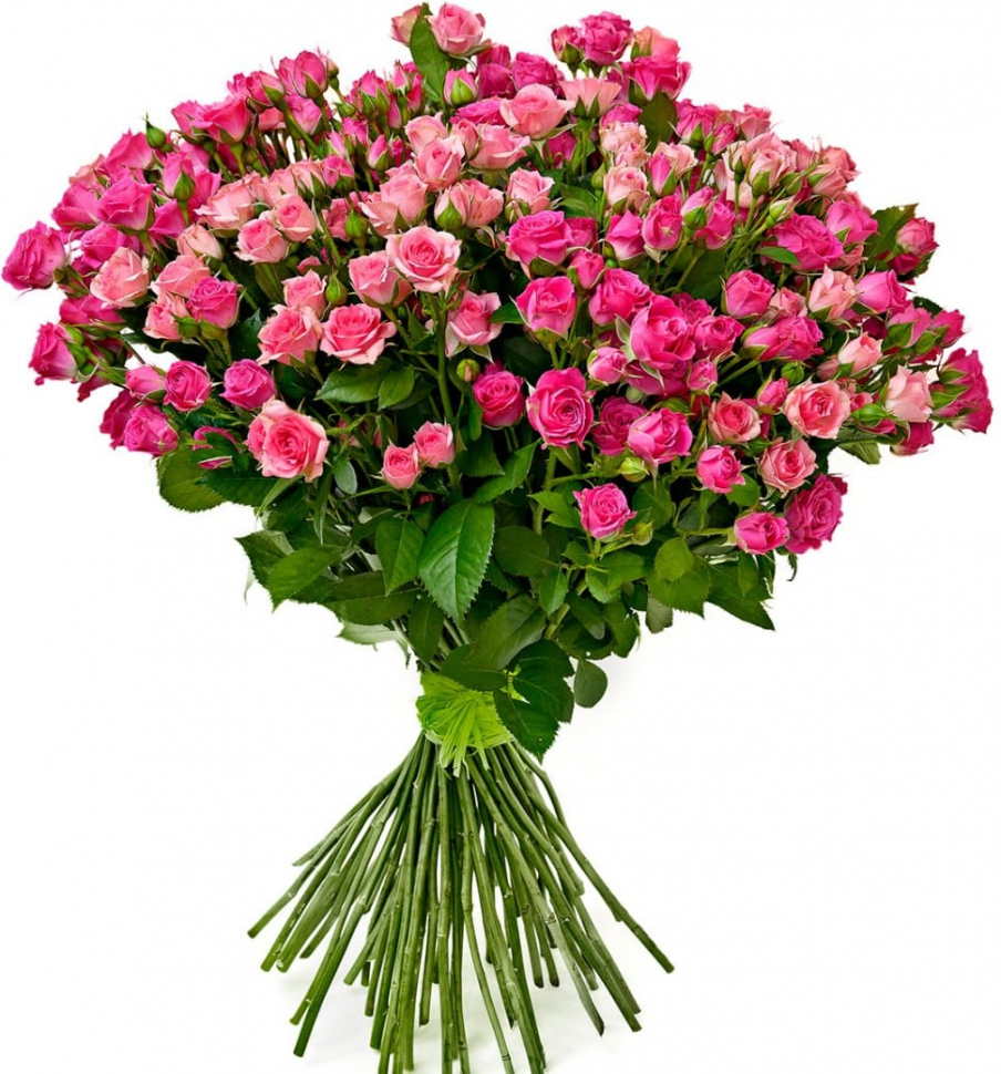 Кустовые розовые розы