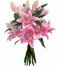 Розовые лилии